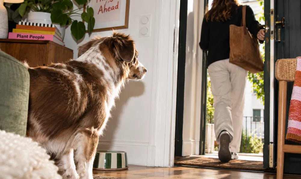 Anxiété de séparation chez le chien : traitement et solutions