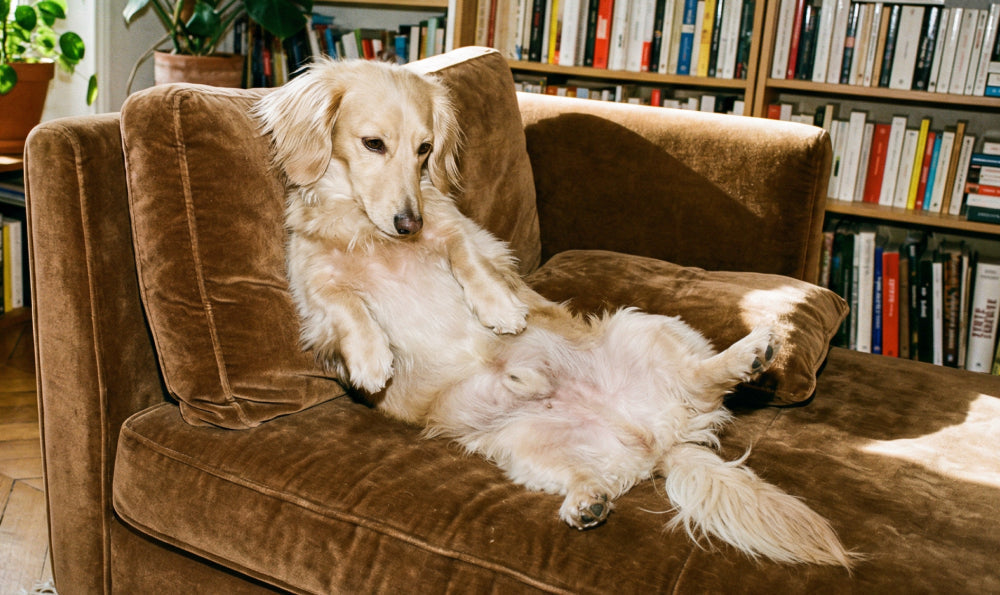 Le microbiote du chien : l'organe invisible qui régule sa santé