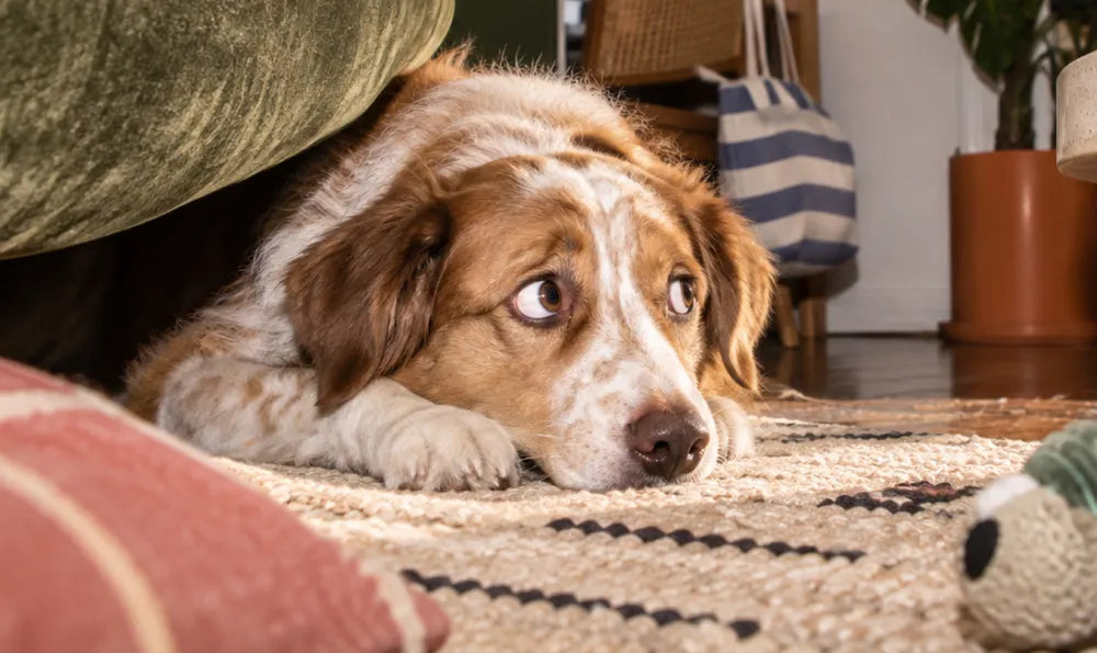 6 conseils pour lutter contre le stress de son chien