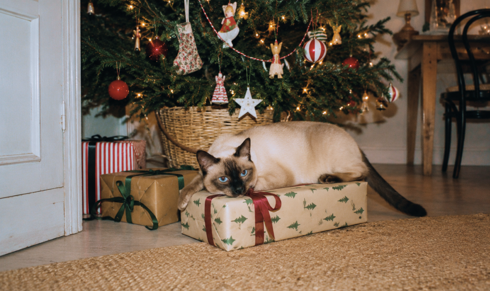 Notre sélection 2026 de cadeaux de Noël pas chers pour chat