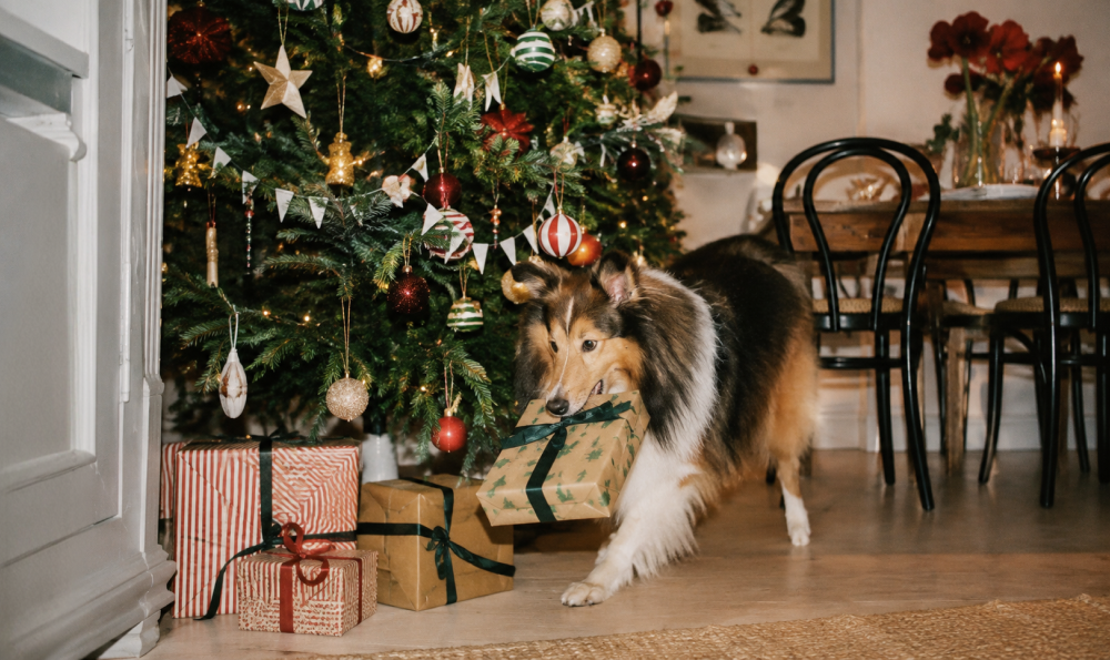 Notre sélection 2026 de cadeaux de Noël pas chers pour chien