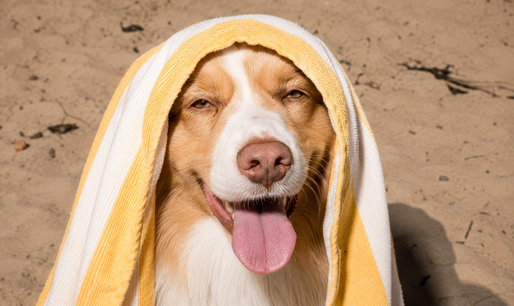 Chien et canicule : comment le protéger et éviter le coup de chaleur