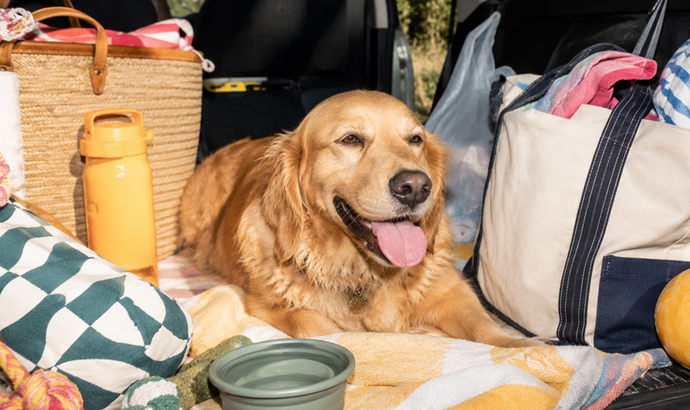 Partir en vacances avec son chien