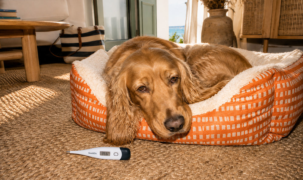 Température du chien : Quand s'inquiéter et quoi faire ?