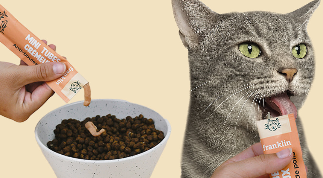 Chat qui mange mini tube crémeux