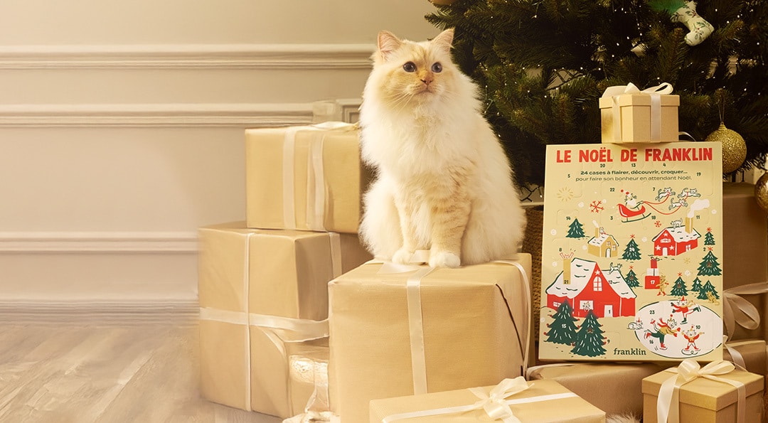 Les meilleurs calendriers de l’avent pour chat en 2025