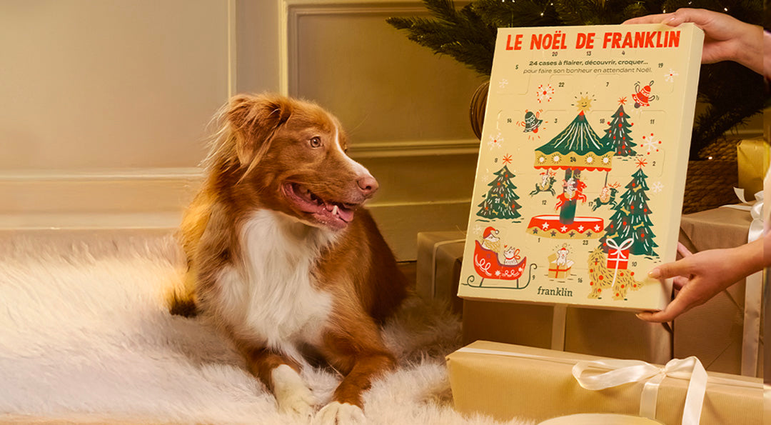 Les meilleurs calendriers de l’avent pour chien en 2025 : notre top 9