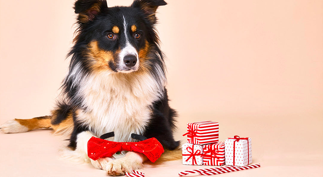 Notre sélection 2025 de cadeaux de Noël pas chers pour chien