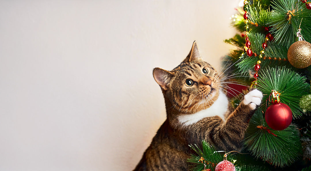 Comment protéger son sapin de Noël des chats ?