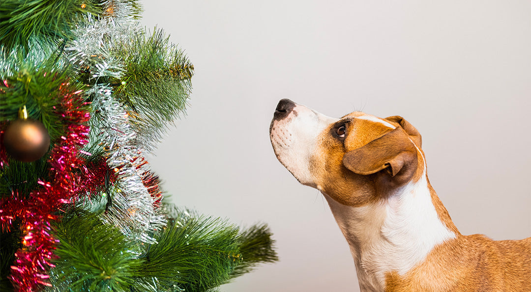 Comment protéger son sapin de Noël des assauts de son chien ?