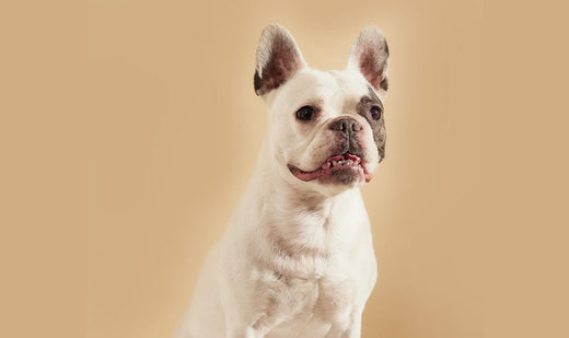 Pourquoi mon chien tremble-t-il ?