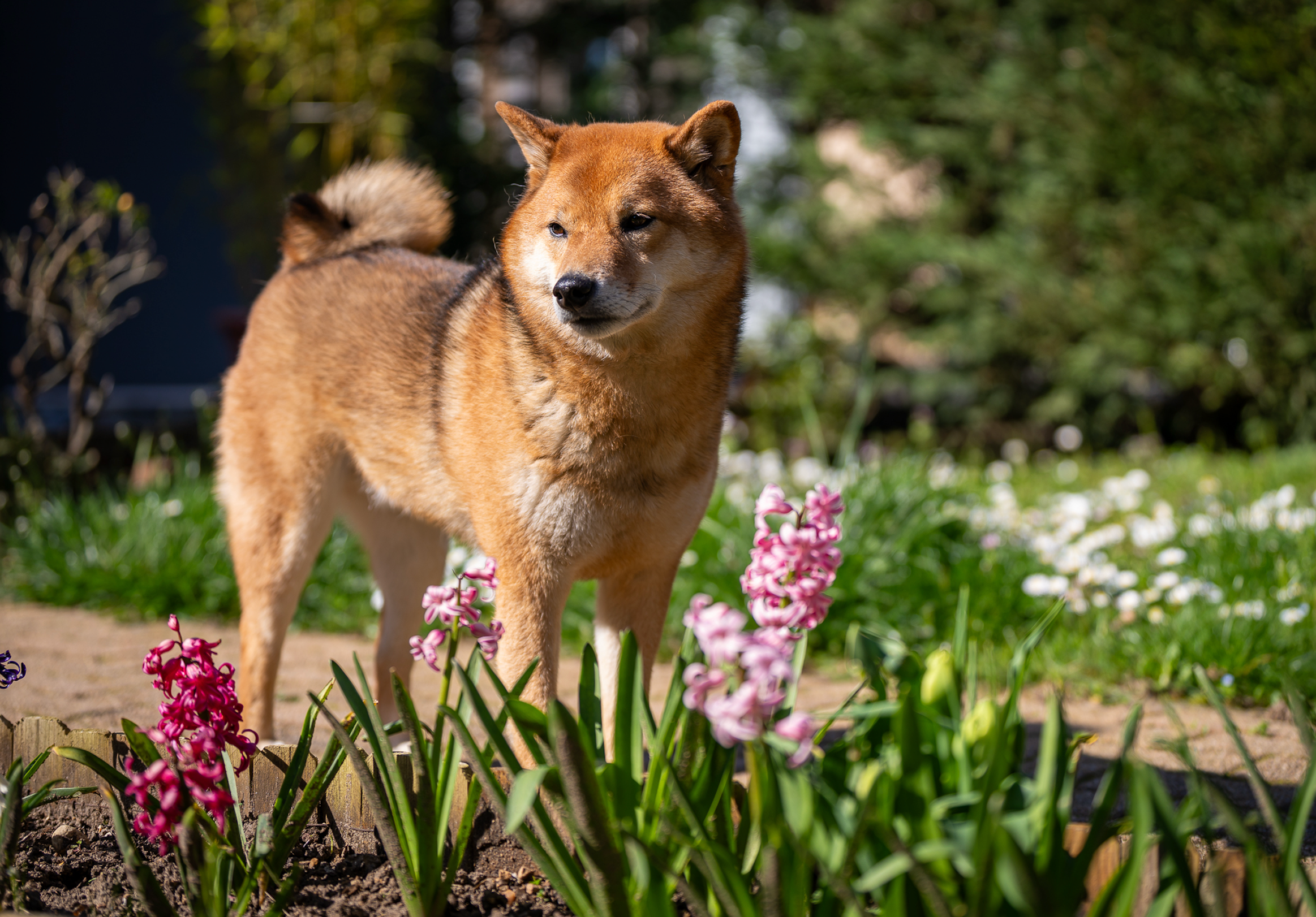 Mon expérience avec Franklin : comment j'ai trouvé l'alimentation idéale pour Sanga