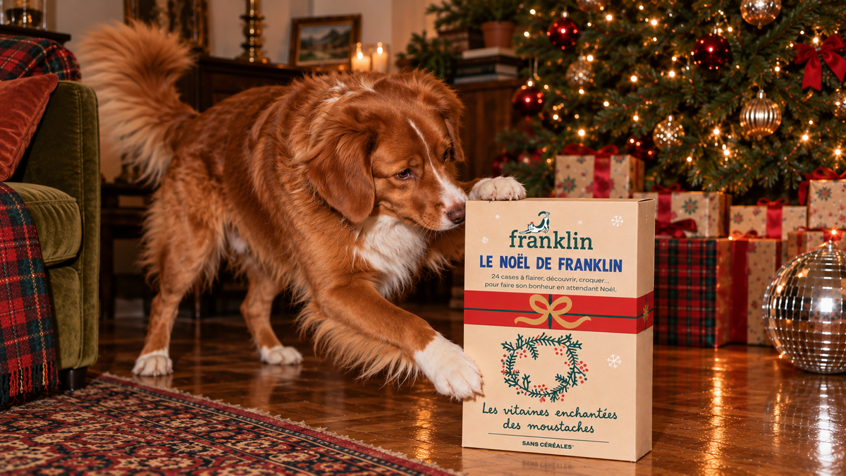 Les meilleurs calendriers de l’avent pour chien en 2026