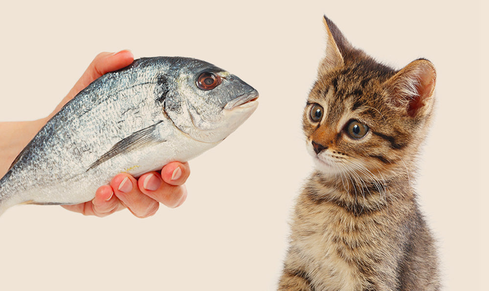 Le poisson : un vrai atout santé pour le chat