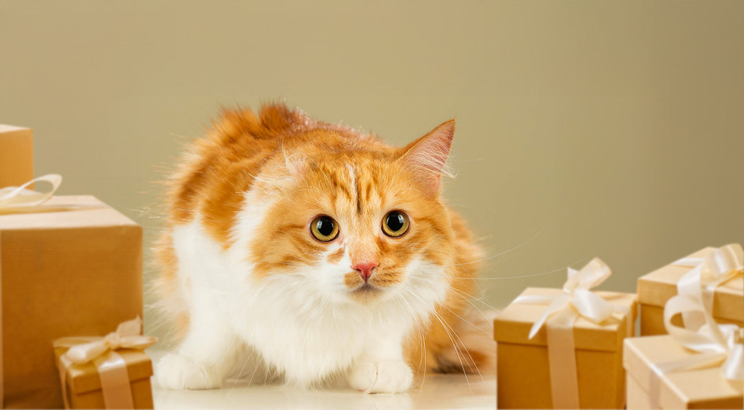 Notre sélection 2025 de cadeaux de Noël pas chers pour chat
