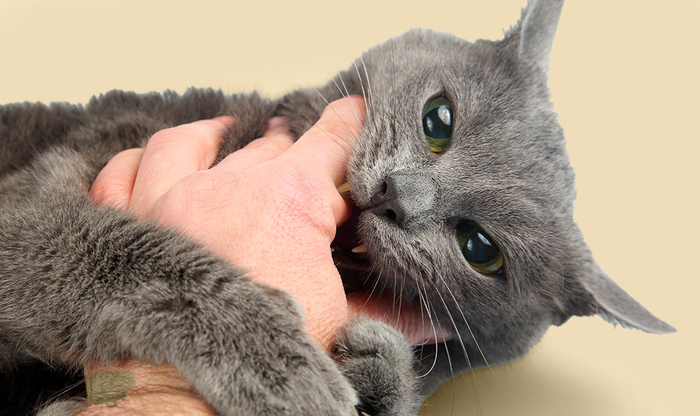 Morsure du chat : comprendre et réagir efficacement