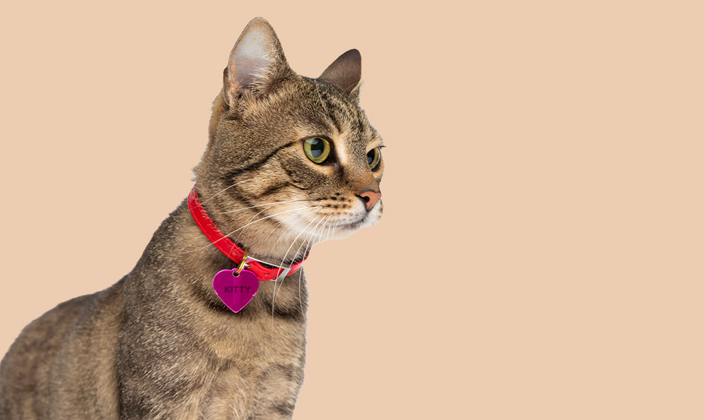 Comment bien choisir le prénom de son chat : édition 2025