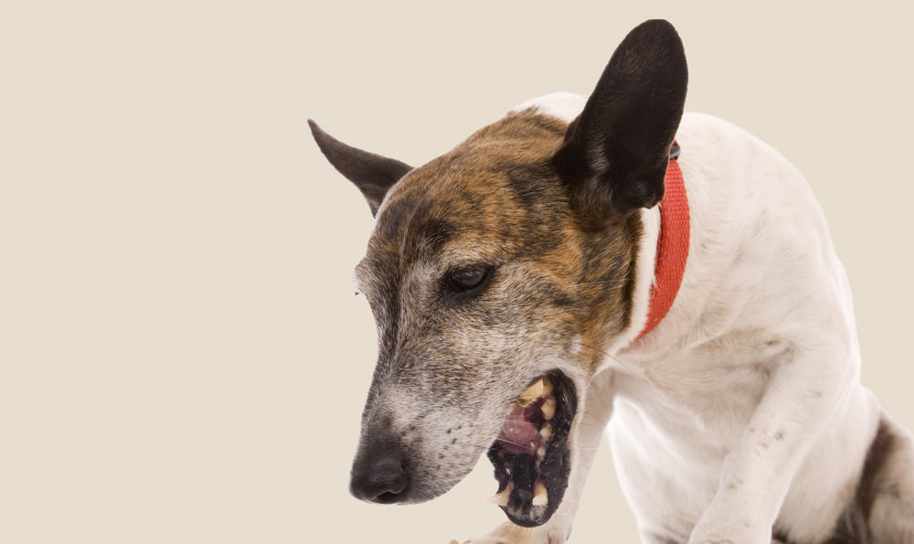 La toux du chenil chez le chien : tout ce qu’il faut savoir pour protéger votre compagnon