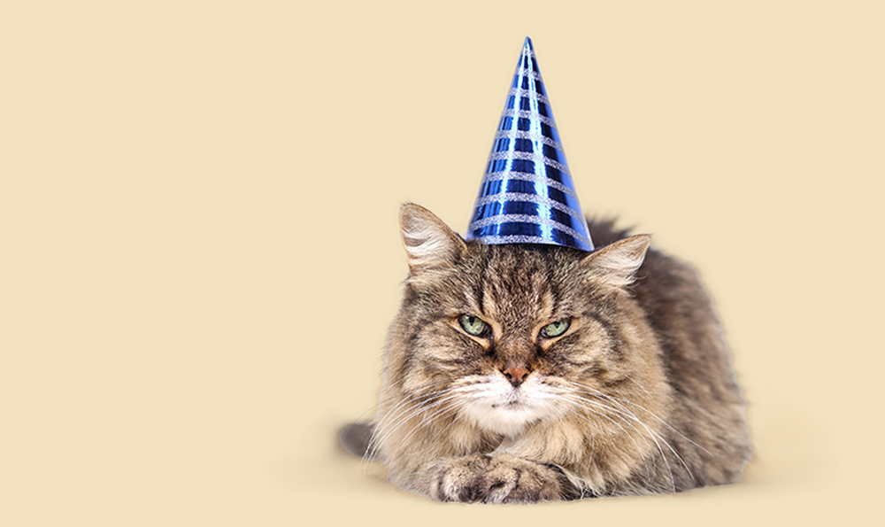 Comment calculer l'âge de mon chat en humain ?