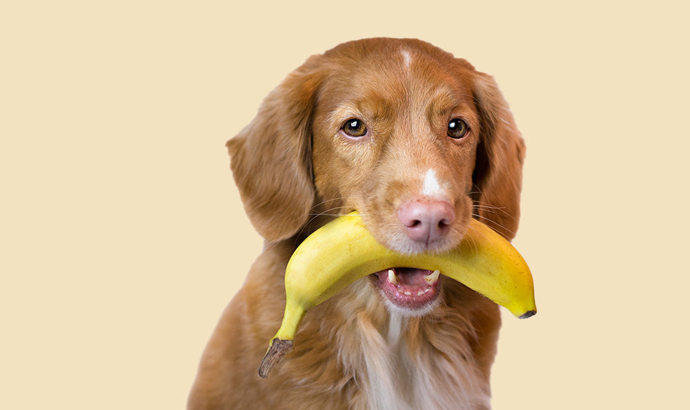 La banane pour chien : bonne idée ou simple gourmandise ?