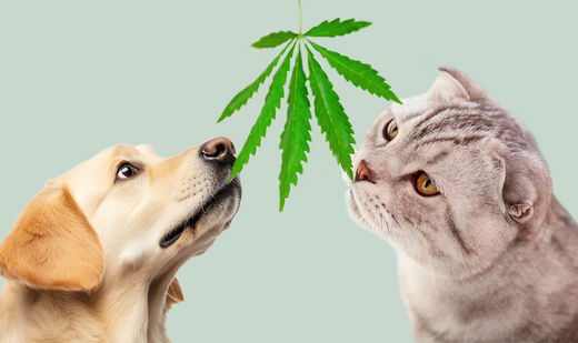 CBD pour chien et chat : tout savoir