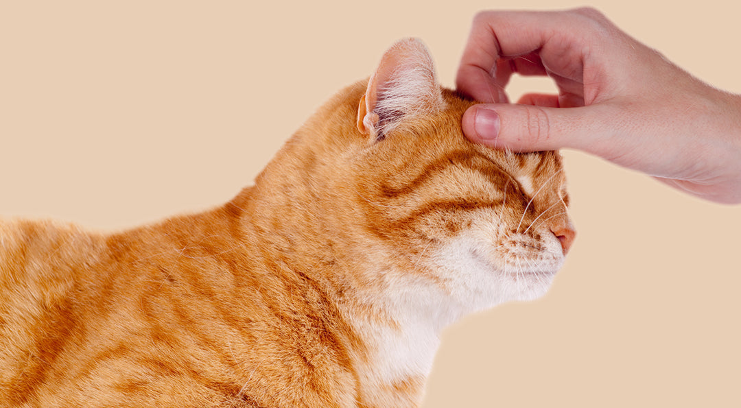 Chat roux : ce qu’il faut savoir sur ce félin flamboyant