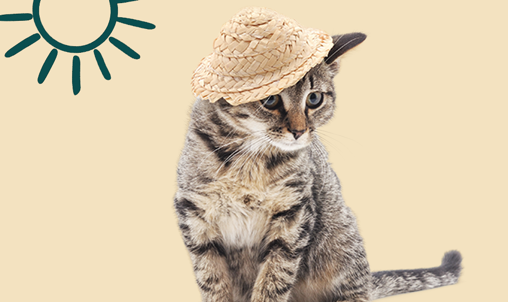 5 conseils pour protéger mon chat du soleil