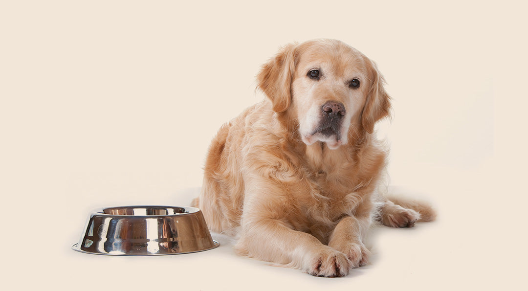 Mon chien ne mange pas ses croquettes, que faire ?