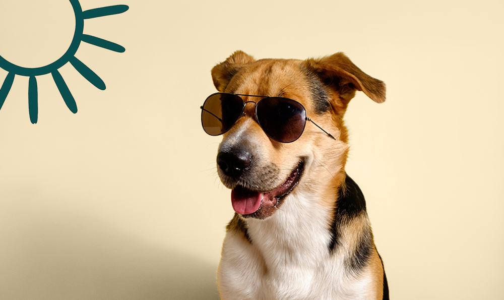 Comment protéger son chien du soleil ? Les bons gestes