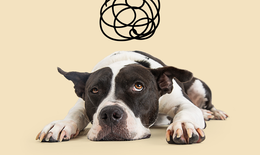 6 conseils pour lutter contre le stress de son chien