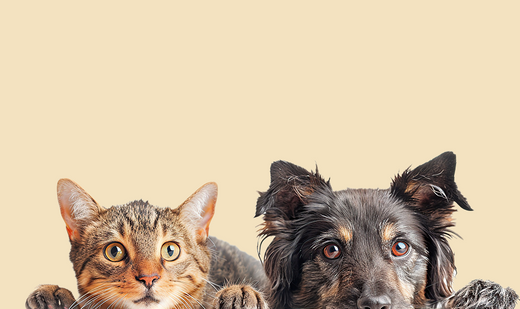 Comment adopter un chien ou un chat ?