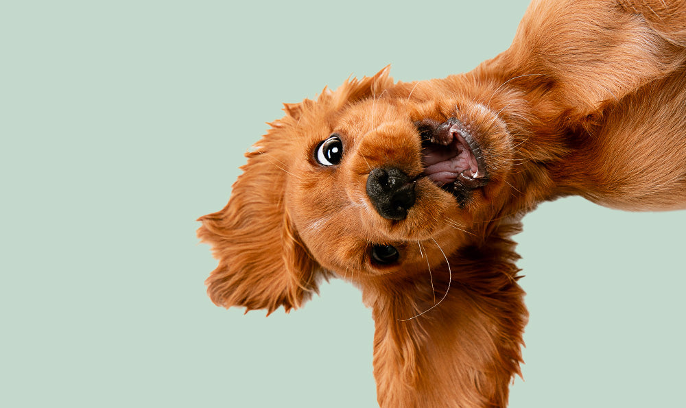 Chiot qui sourit