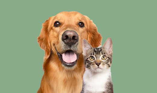 Comment bien choisir le prénom de mon animal ?