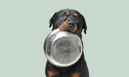 Quelles croquettes choisir pour mon chien ?