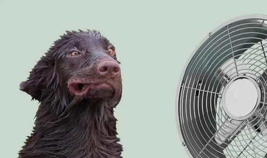 Chien et canicule : comment le protéger et éviter le coup de chaleur