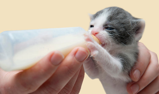 Chaton non sevré : comment bien s’en occuper dès les premières semaines