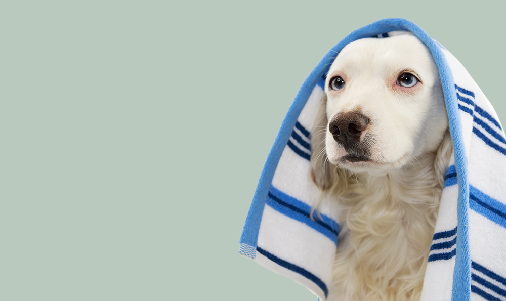 Les dangers de l'eau de mer pour le chien : ce qu'il faut savoir