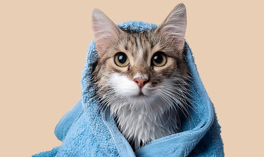 Est-il nécessaire de laver un chat ? Nos recommandations
