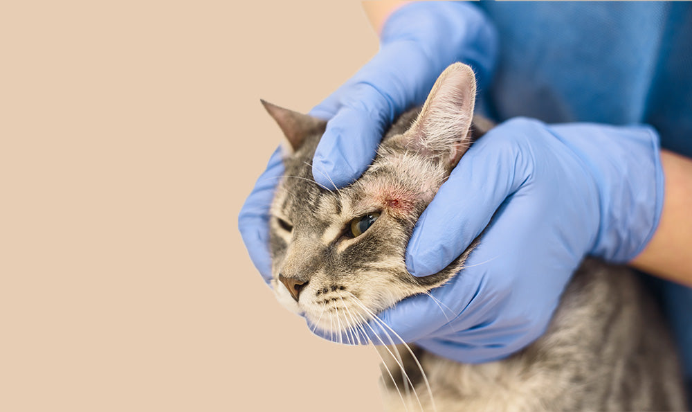 Gale du chat, puces, tiques : comment protéger mon chat des parasites ?