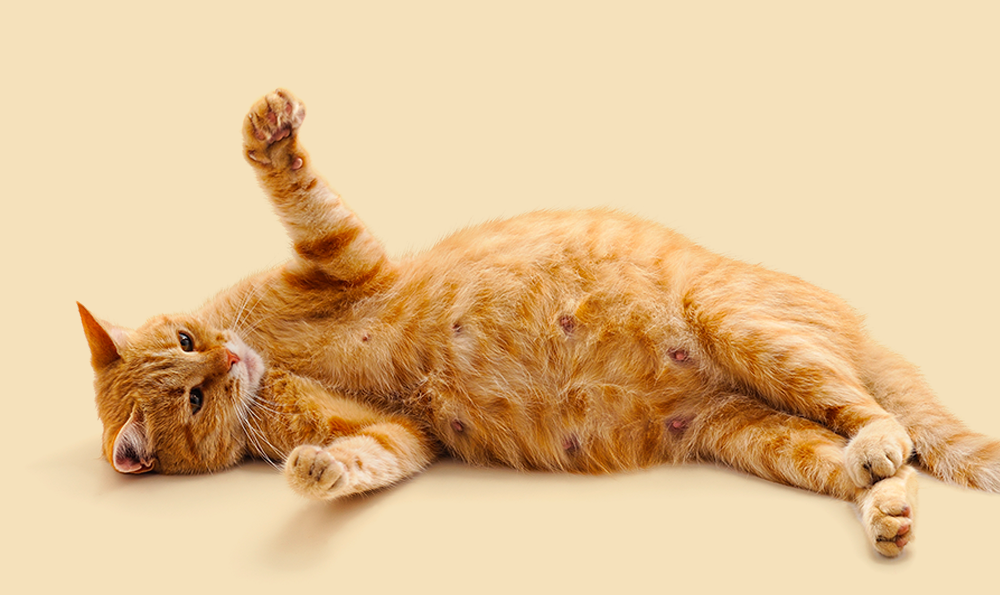 Gestation chez le chat : comment bien accompagner sa femelle