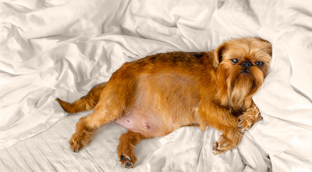 La gestation d’une chienne : comment s’y préparer ?