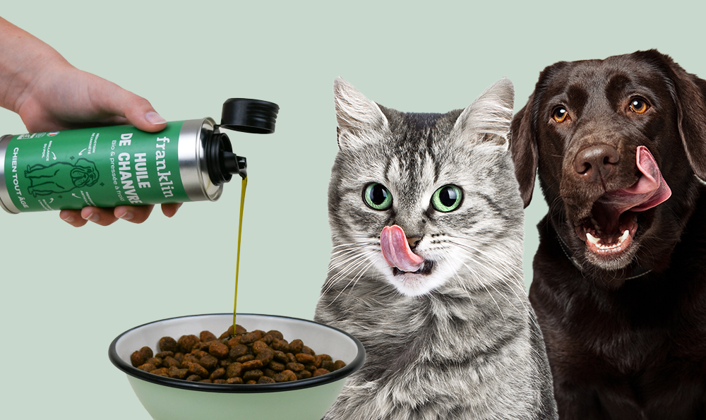 8 Choses à savoir sur l’huile de chanvre pour chien et chat