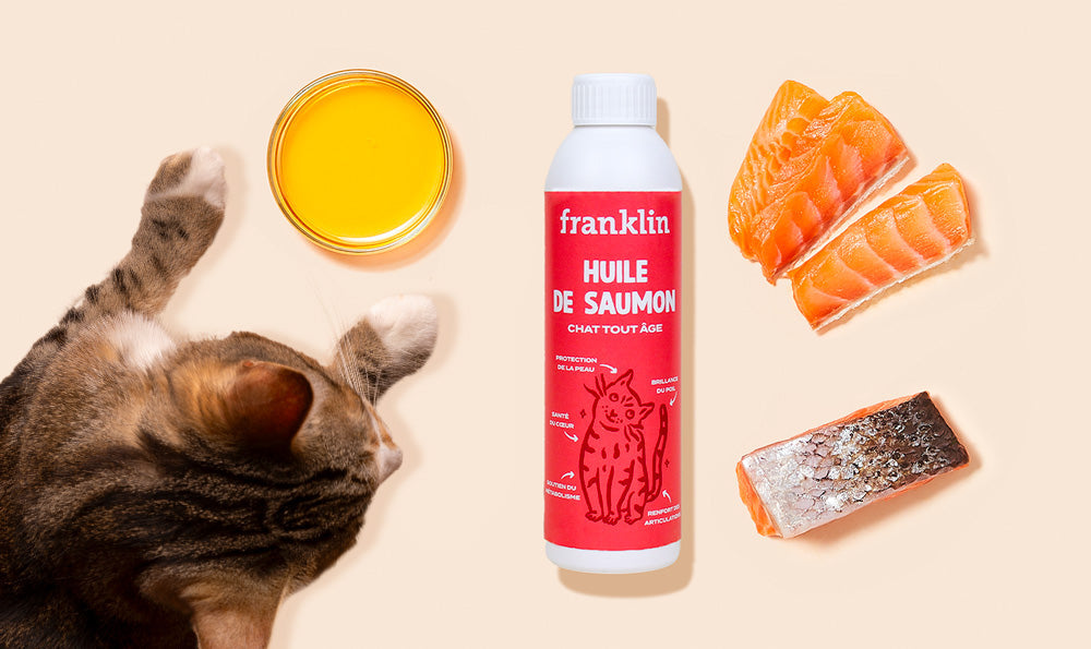 Les 5 bienfaits de l'huile de saumon pour chat, prouvés par la science