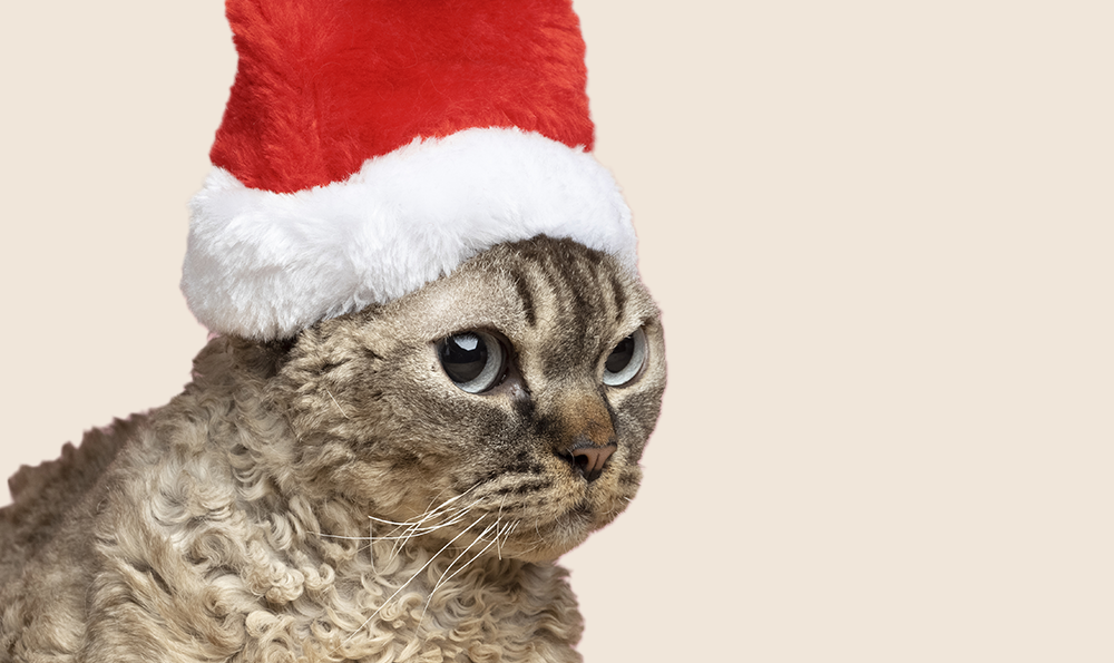 10 idées de cadeaux de Noël pour gâter votre chat en 2025