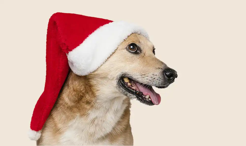 Édition 2025 : 10 idées de cadeaux de Noël pour chien