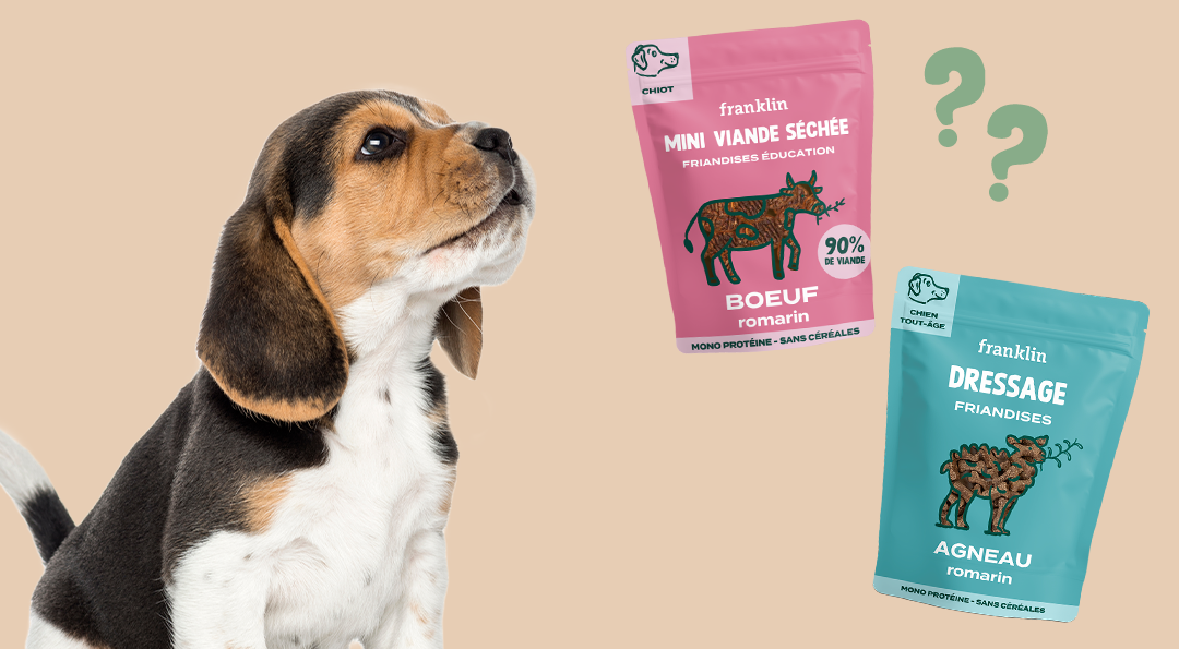 Top 5 des meilleures friandises pour chiots en 2026