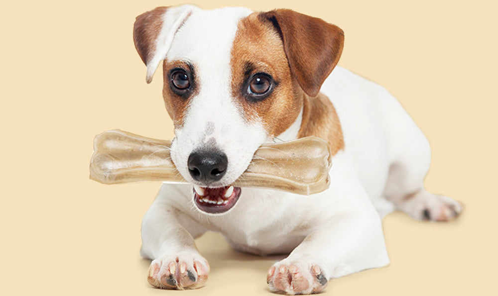 La mastication du chien : que lui donner (et pourquoi) ?