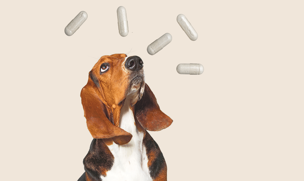 Levure de bière pour chien : bienfaits, utilisations et précautions