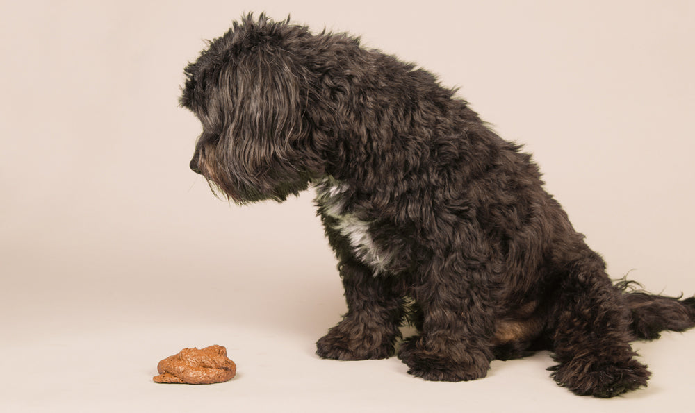 Mon chien a du sang dans les selles, que faire ?