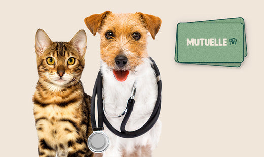 Mutuelle pour chien et chat : pourquoi assurer son animal ?